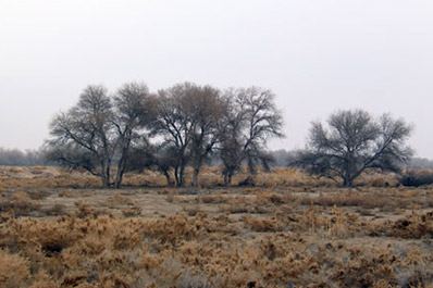 Moynak
