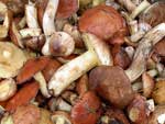Mushrooms