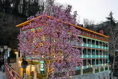 Гостиница Magnolia