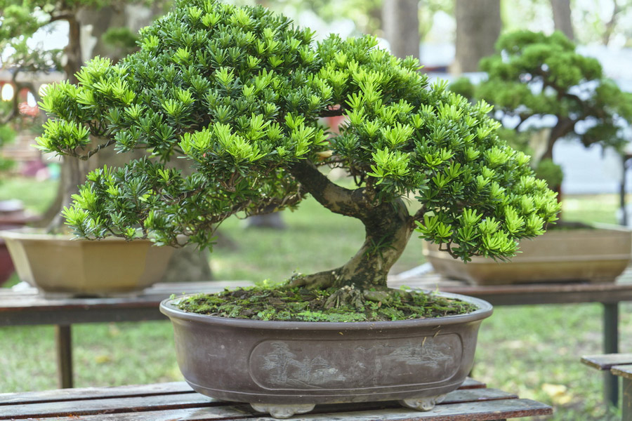 The Art of Bonsai, Japanese Arts and Crafts