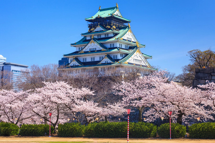 Hanami Tradition, Cherry Blossom, Osaka Castle Park