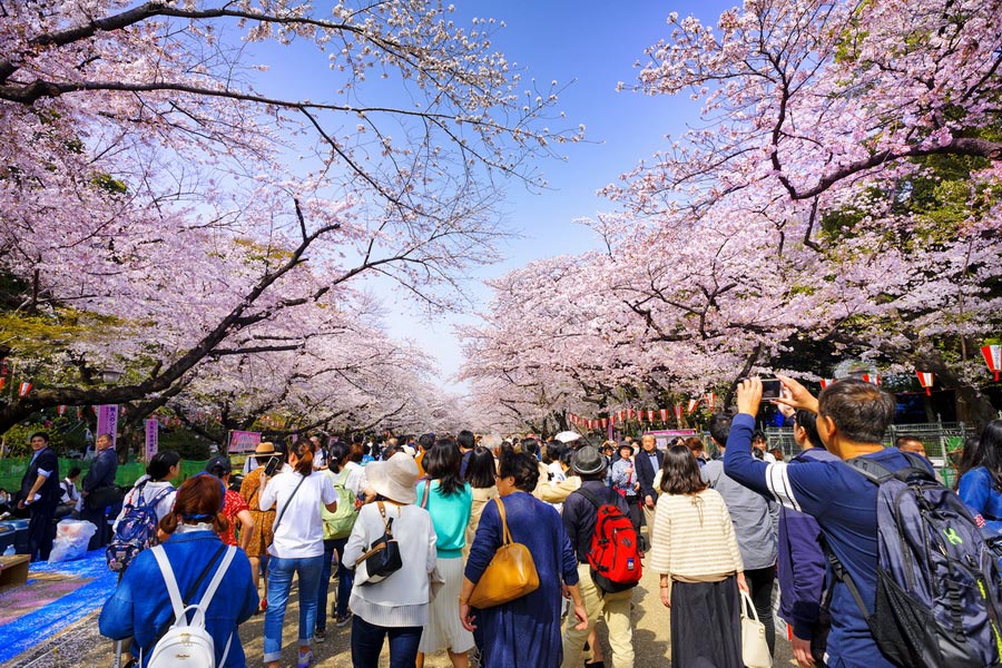 Hanami Tradition, Ueno Park