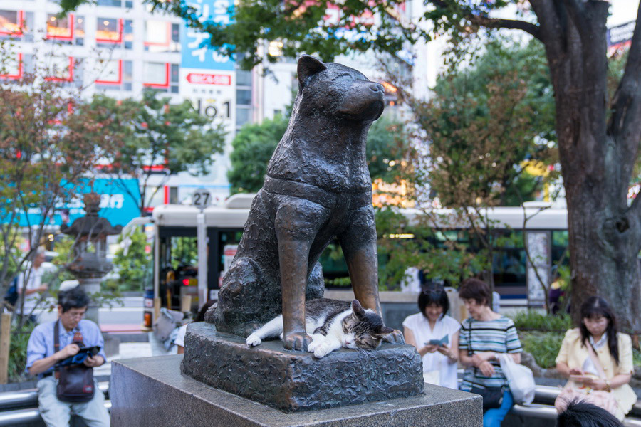 Hachikō at Shibuya Station, Tokyo