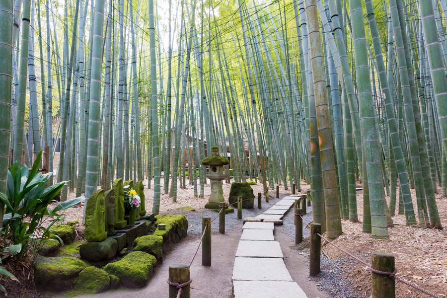 Bamboo Forest at Hokoku-ji Temple, Kamakura