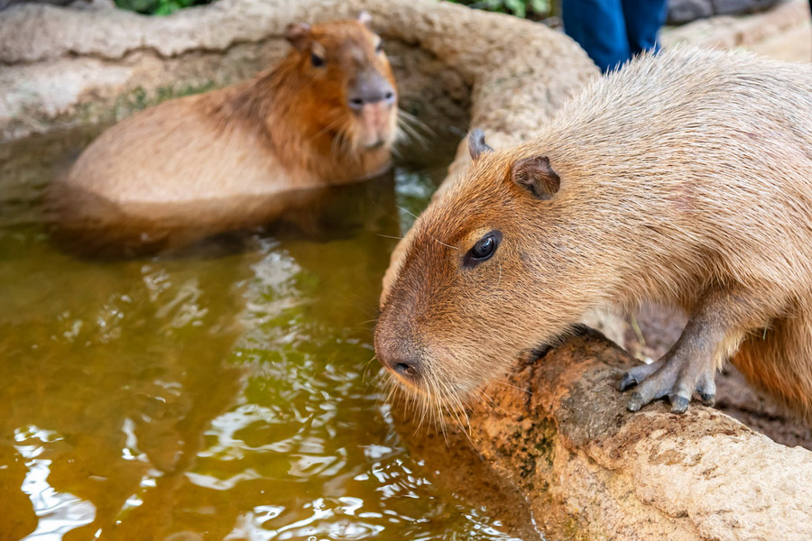 Capybaras in Kobe Animal Kingdom, Entertainment and Parks in Kobe