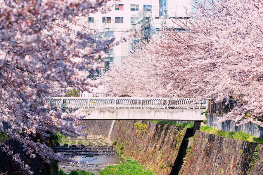 Nagoya in Spring, Japan