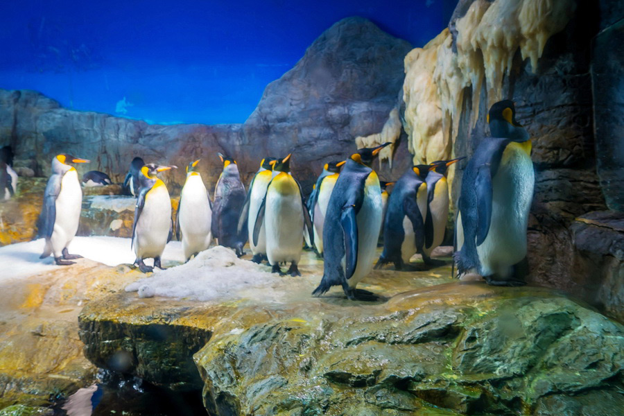 Penguins at Osaka Aquarium Kaiyukan