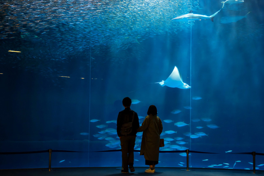 The Sea at Night Exhibit at Osaka Aquarium Kaiyukan