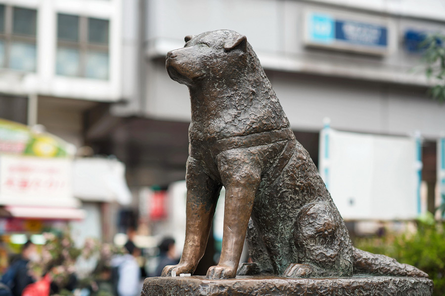 Hachikō Statue, Shibuya, Tokyo, Hachikō Statue – A Symbol of Loyalty