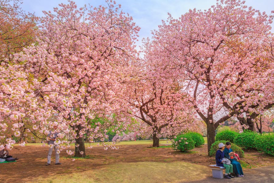 Cherry Tree Are at Shinjuku Gyoen National Garden, Tokyo