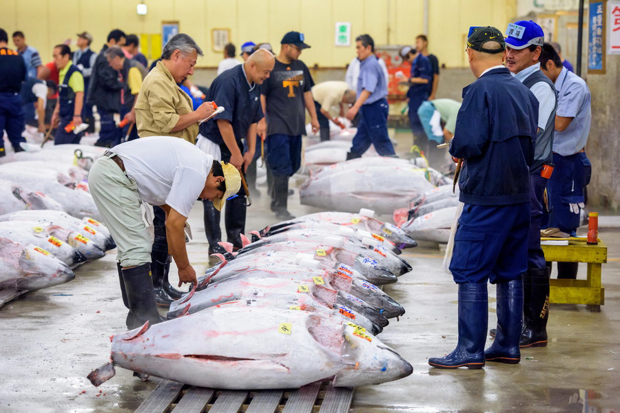 Buyers Inspect Tuna at Tsukiji Outer Market, Tokyo