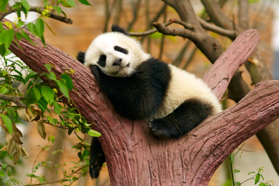 Giant Panda, Ueno Zoo