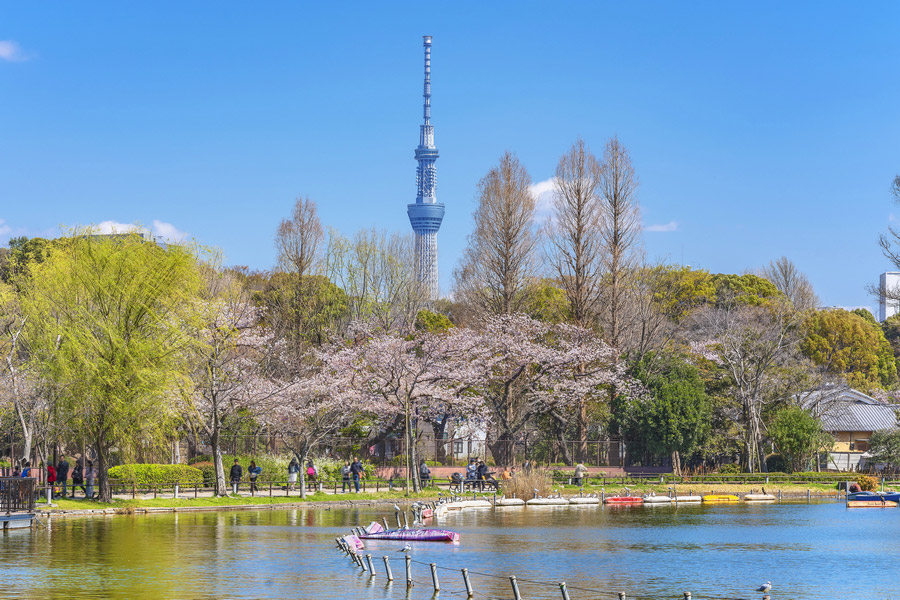 Shinobazu Pond in Ueno Park, Tokyo