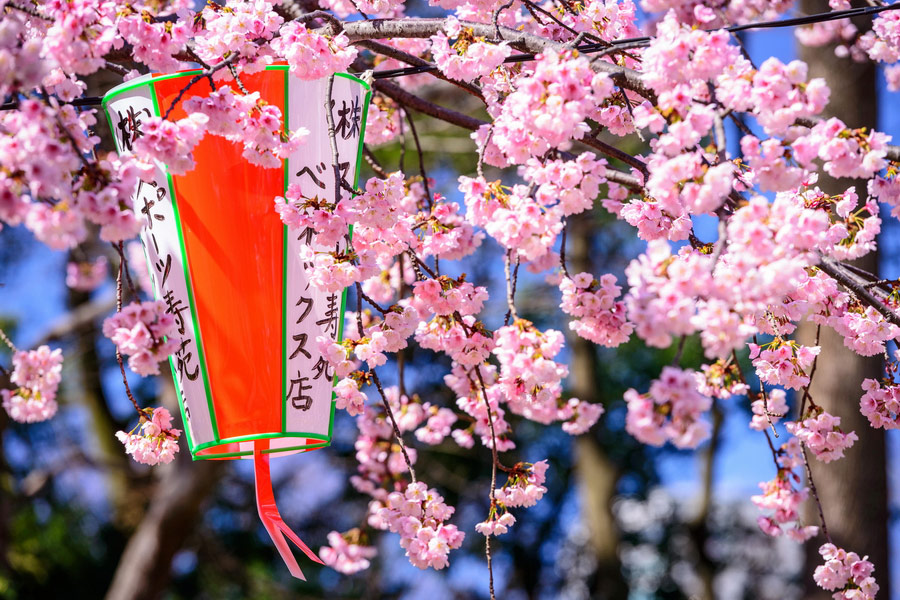 Cherry Trees in Ueno Park, Tokyo