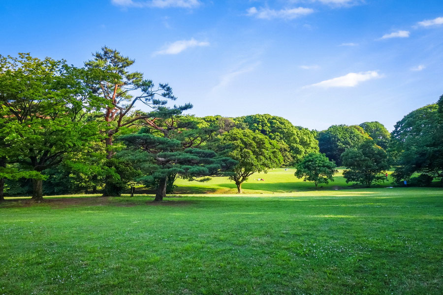 Yoyogi Park, Tokyo