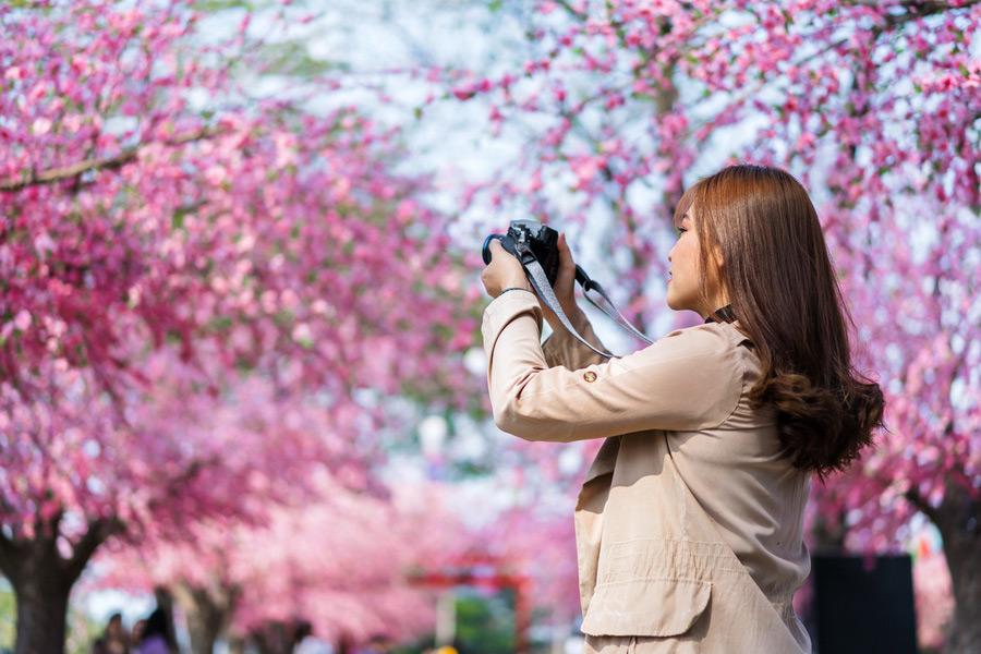 Hanami Tradition