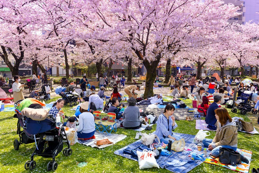 Kinshi Park, Hanami, Vernal and Autumnal Equinox Days