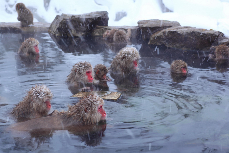 Monkeys Bathing in a Hot Spring, Japan