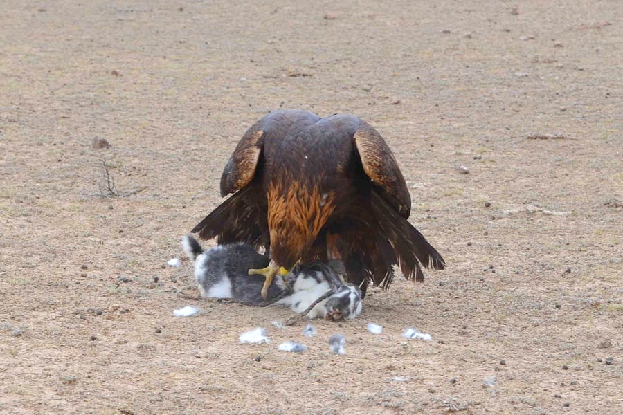 Caza con Águilas, Kirguistán