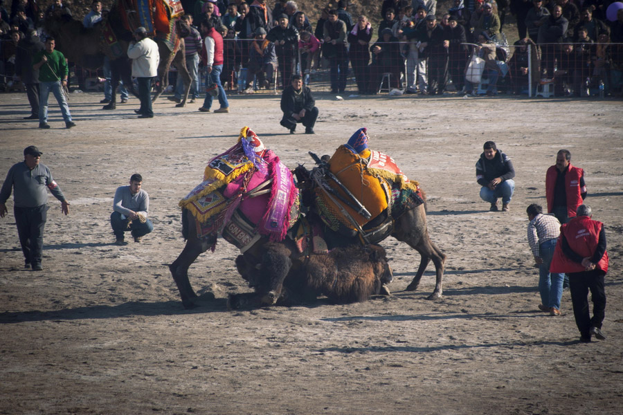 Camel Wrestling Festival