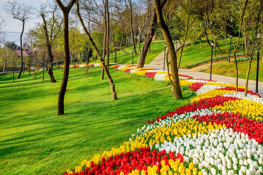 Istanbul Tulip Festival