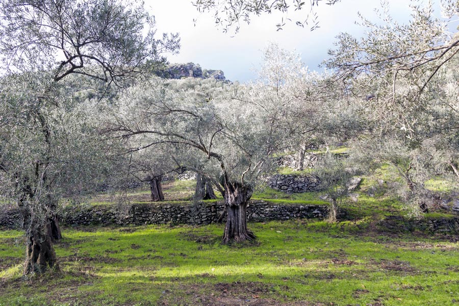 Learn About Olive Oil Production in Turkey