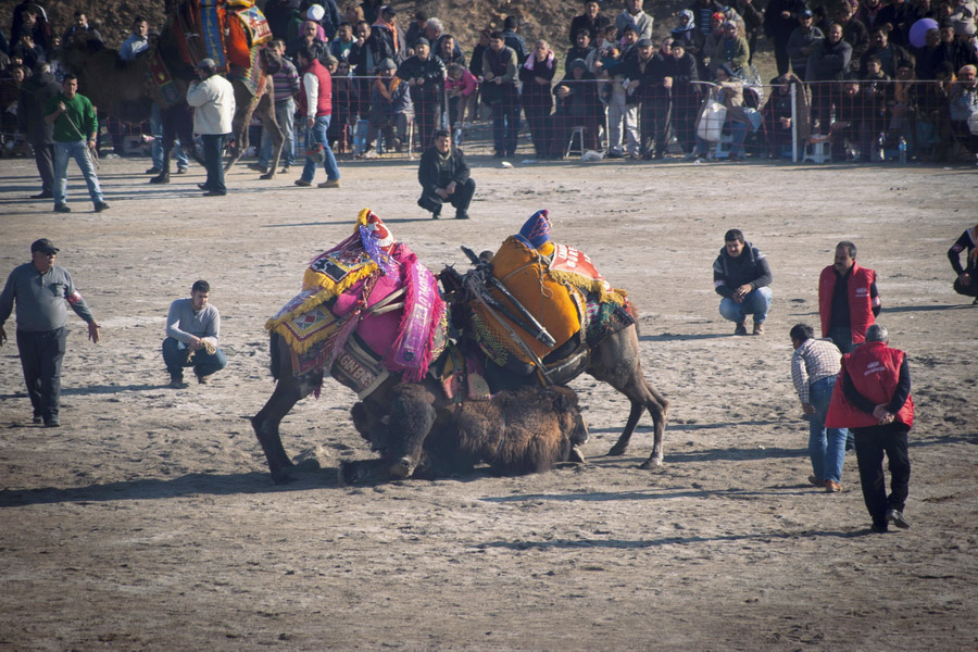 Camel Wrestling, Turkish Traditional Festivals and Celebrations