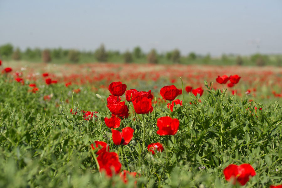 Nature de l'Ouzbékistan