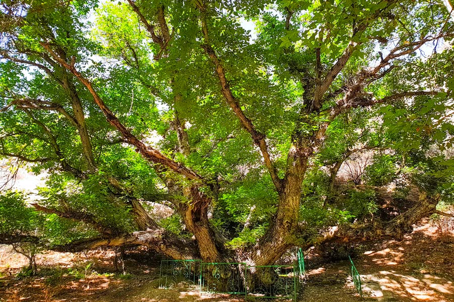 クルミの木 ボボヨンゴク、ザアミン クルミの木 ボボヨンゴク、ザアミン