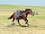  kupkari, Uzbekistan 