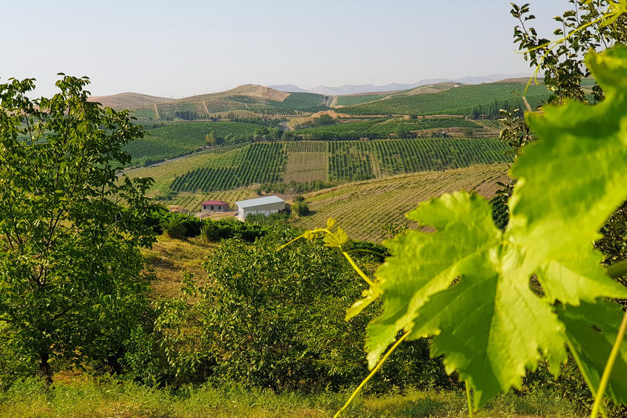 Шампань