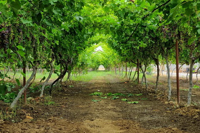 Bodega Uzumfermer