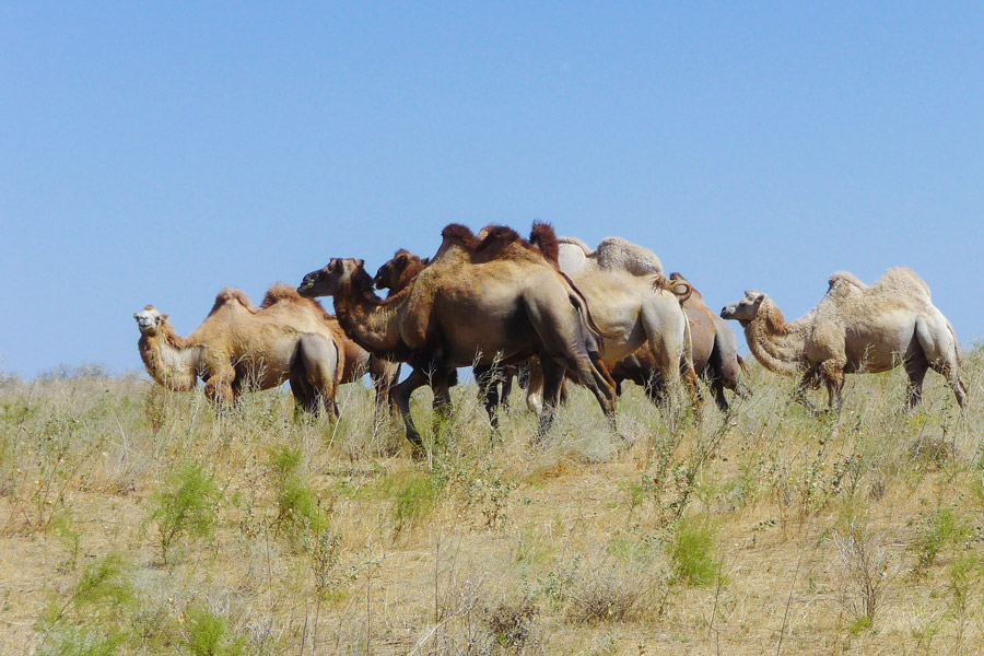 Camels