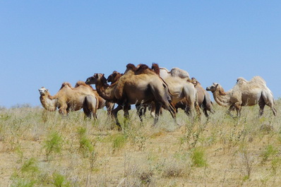 Camels